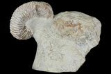 Really Cool Heteromorph (Nostoceras) Ammonite - Madagascar #96196-2